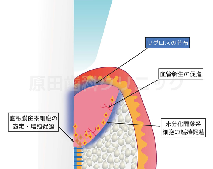 カウンセリング・検査