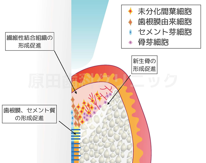 カウンセリング・検査